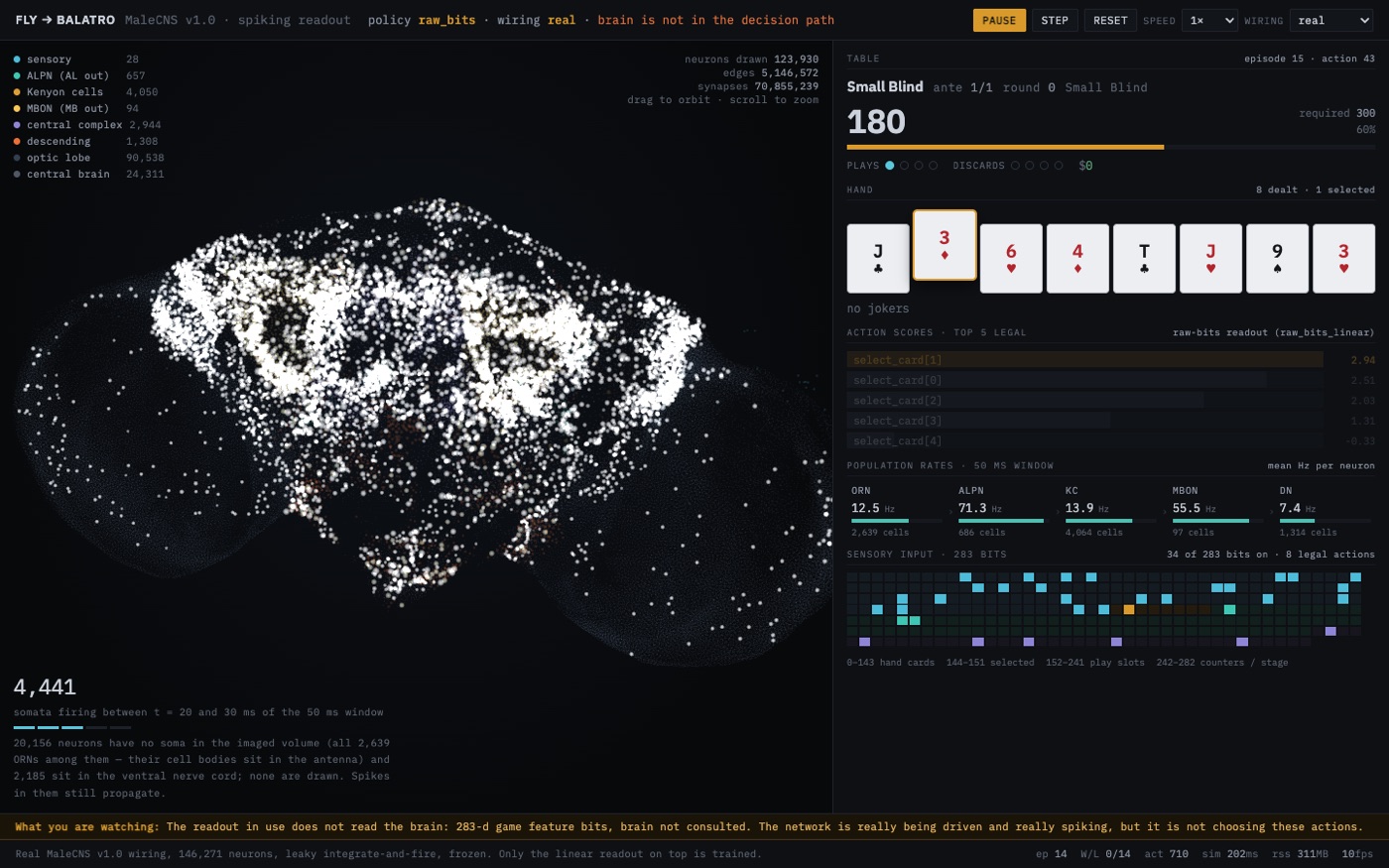 fly-balatro screenshot
